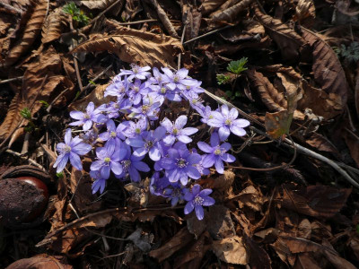 Hepatica nobilis 2 210325 k.jpg