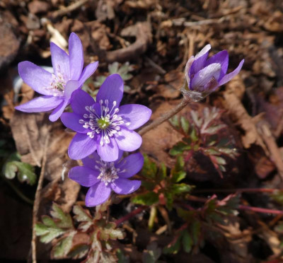 Hepatica nobilis Sämling 1 210325 k.jpg