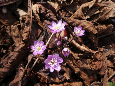 Hepatica nobilis rosa 1 210325k.jpg