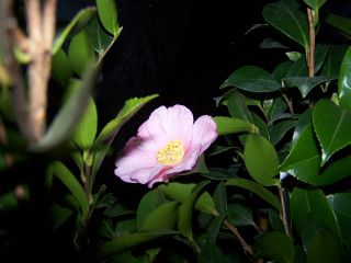 100_0710_Sasanqua__rosa_-T.H._PP.jpg