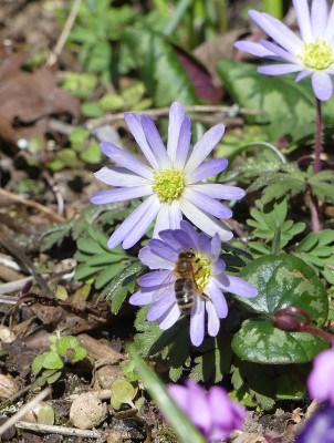 2021-03-22 Anemone blanda 1.jpg