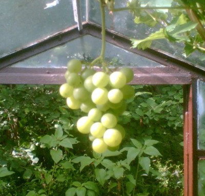 Garten-pur_02.JPG