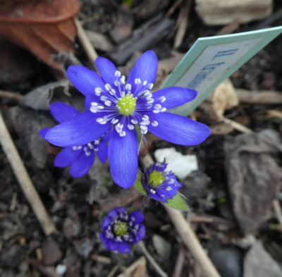 Hepatica transilvanica Säml AH 210325 k.jpg
