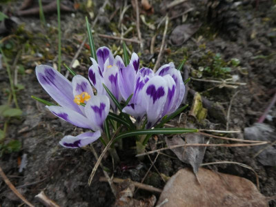 Crocus heuffelianus 'Snow Princess' 210326.JPG
