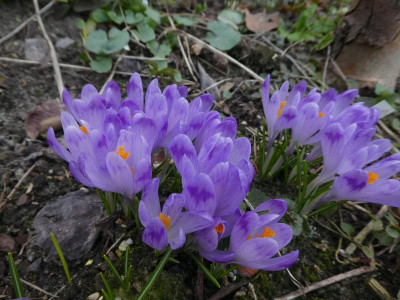 Crocus heuffelianus 210326.JPG