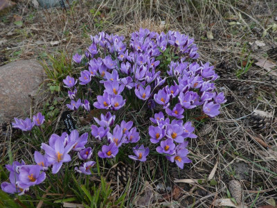 Crocus minimus 'Spring Beauty' 210326 k.jpg