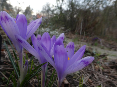 Crocus heuffelianus 'Ordea' 210326 k.jpg
