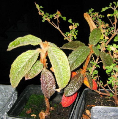 Rhododendron_edgeworthii_20071111.jpg