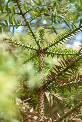 bunya.jpg