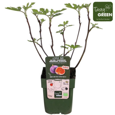 Hoogeveen Plants BV.jpg