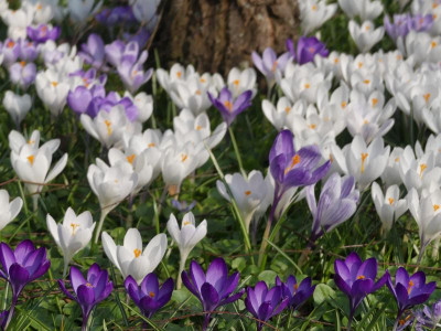 2021_0324frühling20210059.JPG