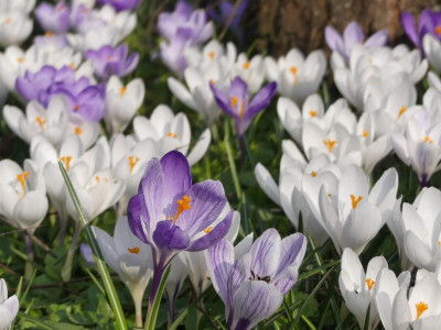 2021_0324frühling20210060.JPG