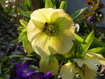2021_0324frühling20210074.JPG