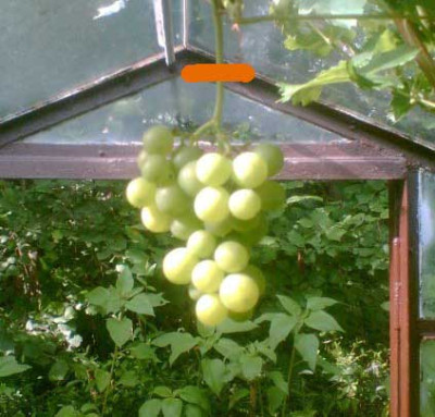 Garten-pur_02.jpg