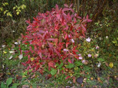 Itea_virginica_Merlot1.jpg