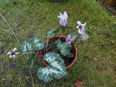 Cyclamen rhodium ssp peloponnesiacum 210327 k.jpg