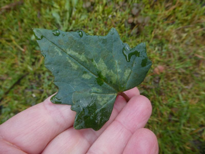 Cyclamen rhodium ssp peloponnesiacum Blatt 210327 k.jpg