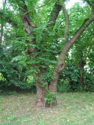 morus_rubra_baum.jpg