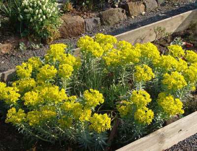 Euphorbia rigida (4).jpg