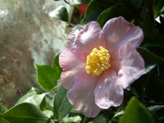 100_0717_Camellia_sasanqua_rosa_T.H._PP.jpg