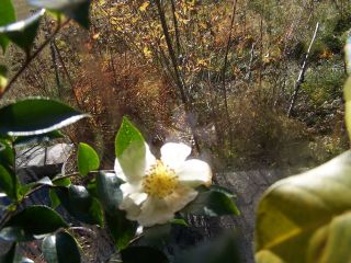 100_0718_Cam._sasanqua_x_Plantation_Pink_PP.jpg