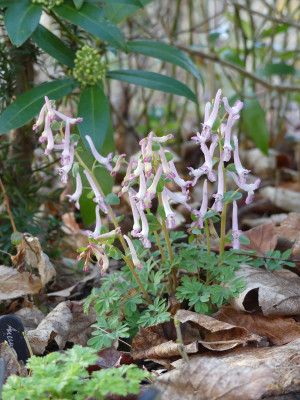 2021-03-27 Corydalis kuznetzowii x solida.jpg