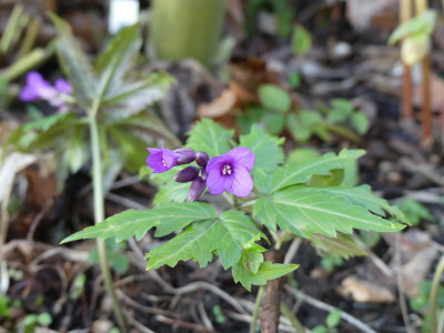 2021-03-27 Cardamine glanduligera.jpg