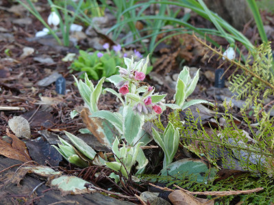 2021-03-27 Pulmonaria 'David Ward'.jpg