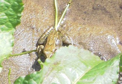 Frosch-k.jpg