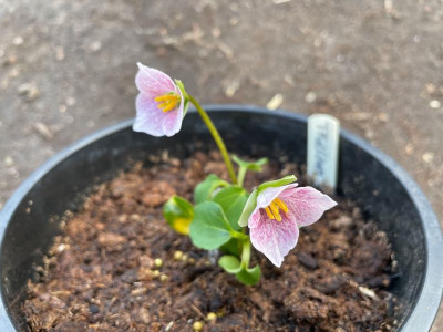 Trillium rivale März 2021.jpg