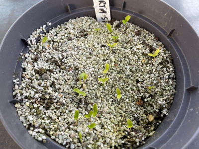 Stewartia sinensis Germination March 2021.jpg