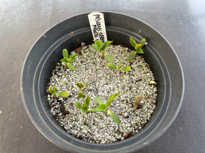 Prunus cerasifera Germination März 2021.jpg