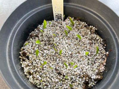 Lilium martagaon cattaniae Germination März 2021.jpg