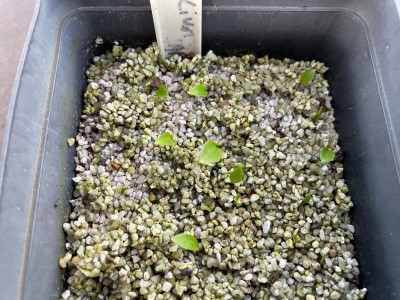 Lilium japonicum Germination March 2021.jpg