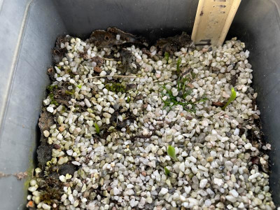 Erythronium grandiflorum  Germination March 2021.jpg