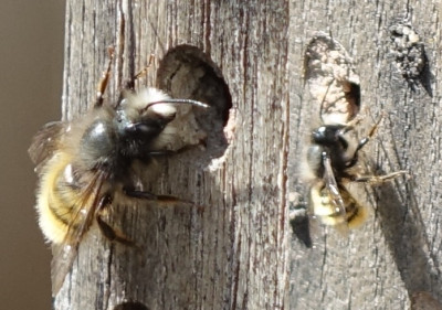 Osmia cornuta 2021-03-28.jpg