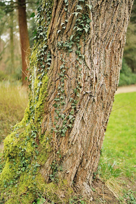 salix_caprea_stamm.jpg