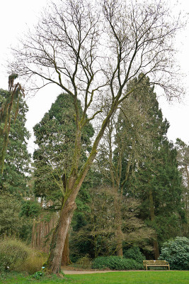 salix_caprea_habitus.jpg