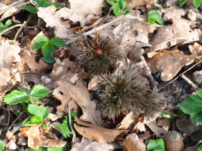Paeonia tenuifolia HP P3280197.JPG