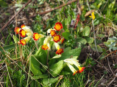 Primula veris subp. rubra Laced P3280198.JPG