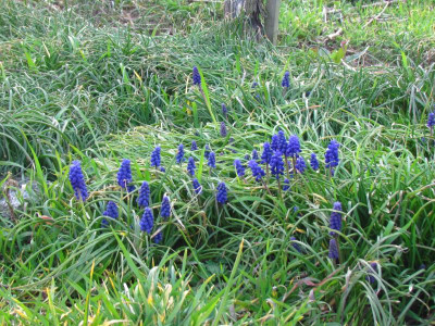 Weinbergsmuscari.JPG