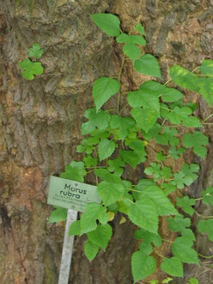 morus_rubra_triebe.jpg