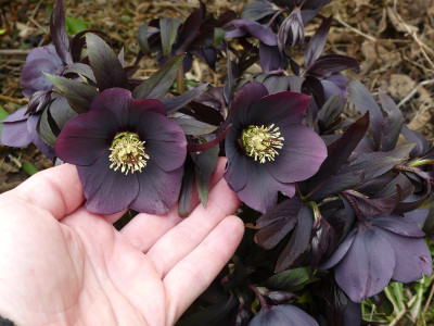 2021-03-28 Helleborus x hybridus 1.jpg
