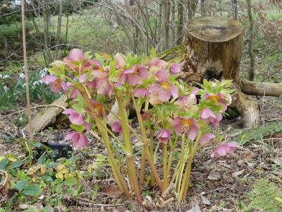 2021-03-28 Helleborus x hybridus 2.jpg