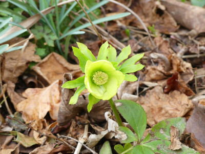 2021-03-28 Helleborus x hybridus 3.jpg