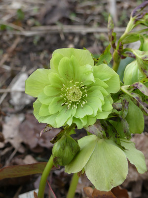 2021-03-28 Helleborus x hybridus 4.jpg