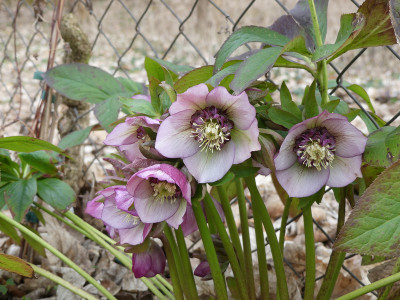 2021-03-28 Helleborus x hybridus 5.jpg