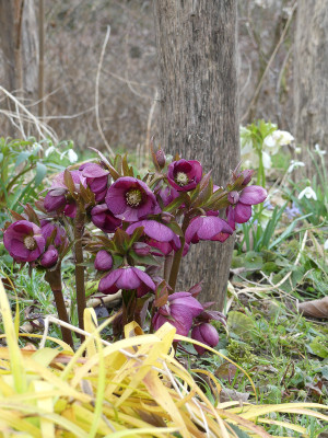 2021-03-28 Helleborus x hybridus 6.jpg