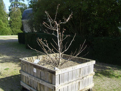 potager du roi Versailles.jpg