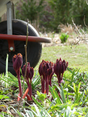 2021-03-28 Paeonia mlokosewitschii.jpg